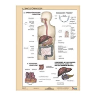 Tanulói munkalap STIEFEL A/4 emésztőrendszer - emésztés